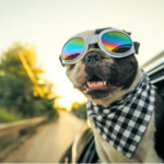 10 Best Cars for Dogs and Dog Owners 2024