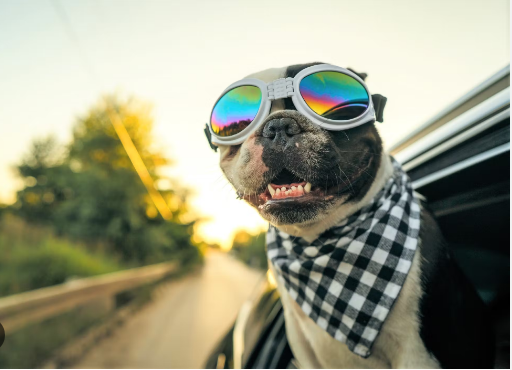 10 Best Cars for Dogs and Dog Owners 2024